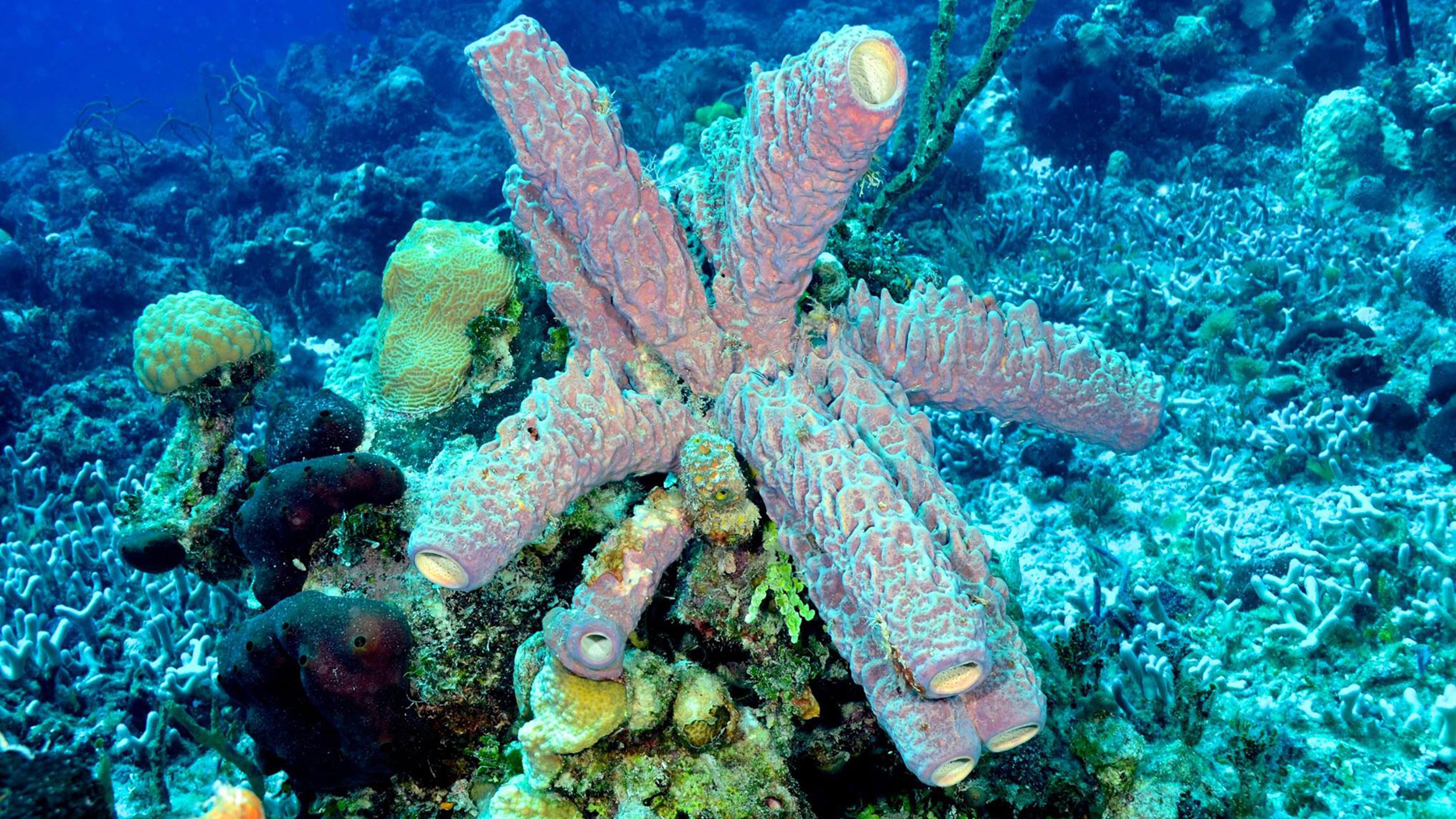 Sponges Oldest Creatures in the Sea?